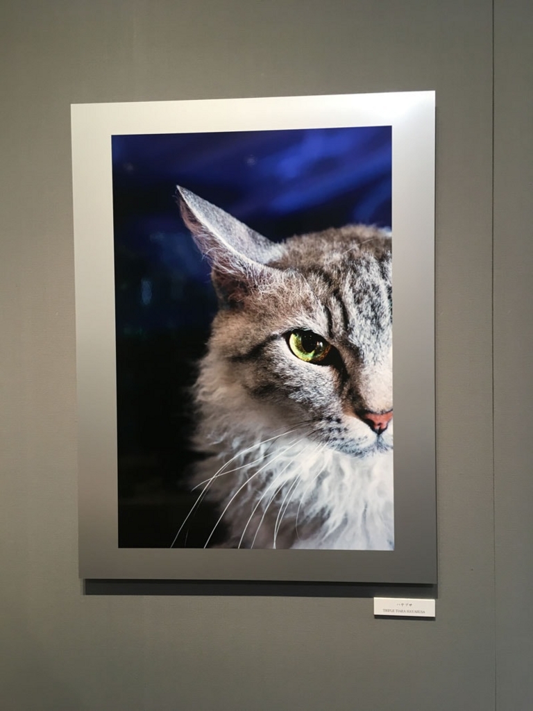 五十川満 写真展「世界一美しい猫たち」を見に六本木に行ってきた01 五十川満 写真展「世界一美しい猫たち」を見に六本木に行ってきた01