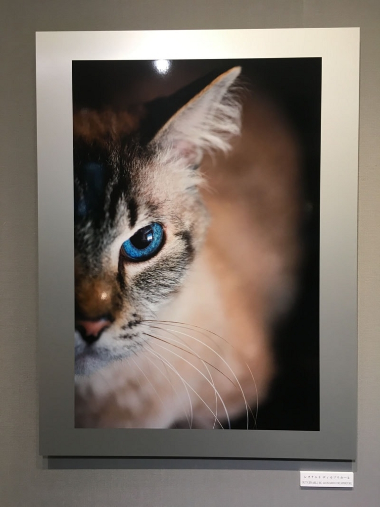 五十川満 写真展「世界一美しい猫たち」を見に六本木に行ってきた02 五十川満 写真展「世界一美しい猫たち」を見に六本木に行ってきた02