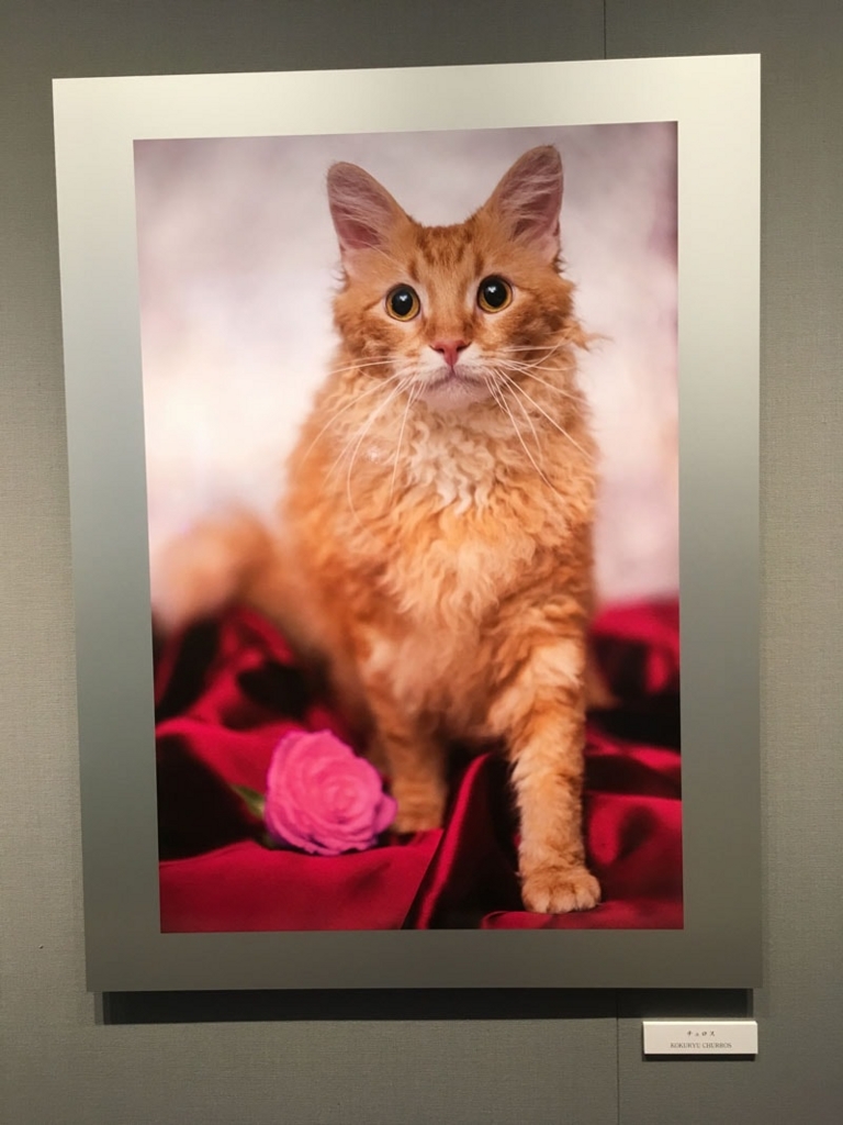五十川満 写真展「世界一美しい猫たち」を見に六本木に行ってきた03 五十川満 写真展「世界一美しい猫たち」を見に六本木に行ってきた03