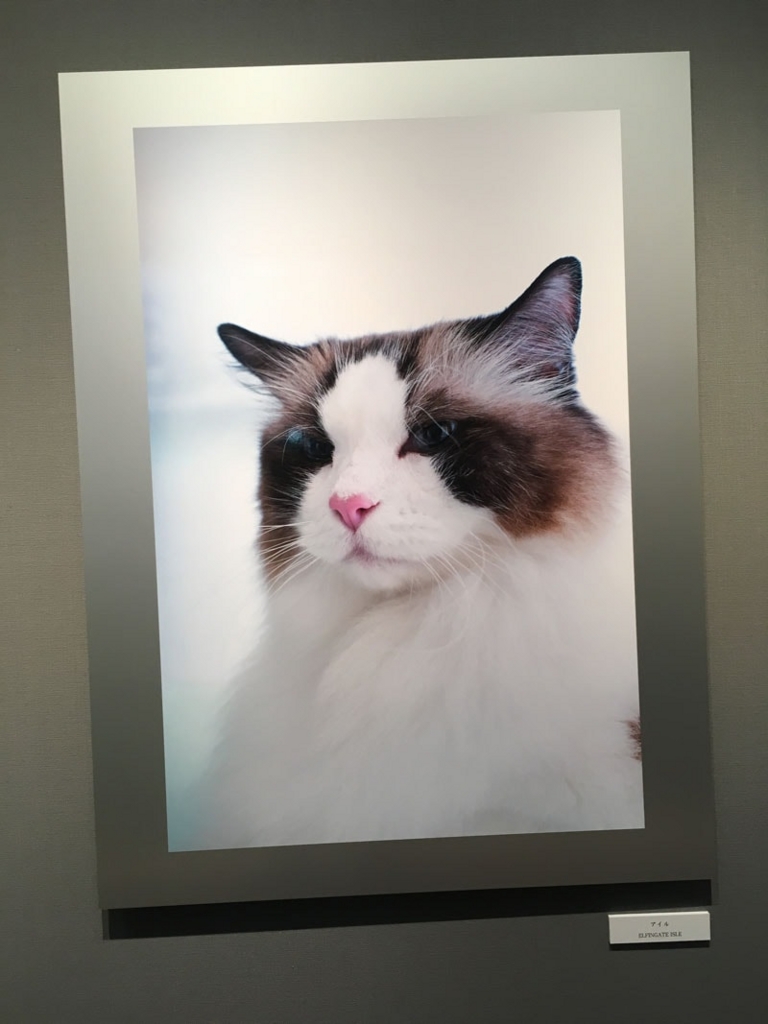五十川満 写真展「世界一美しい猫たち」を見に六本木に行ってきた04 五十川満 写真展「世界一美しい猫たち」を見に六本木に行ってきた04