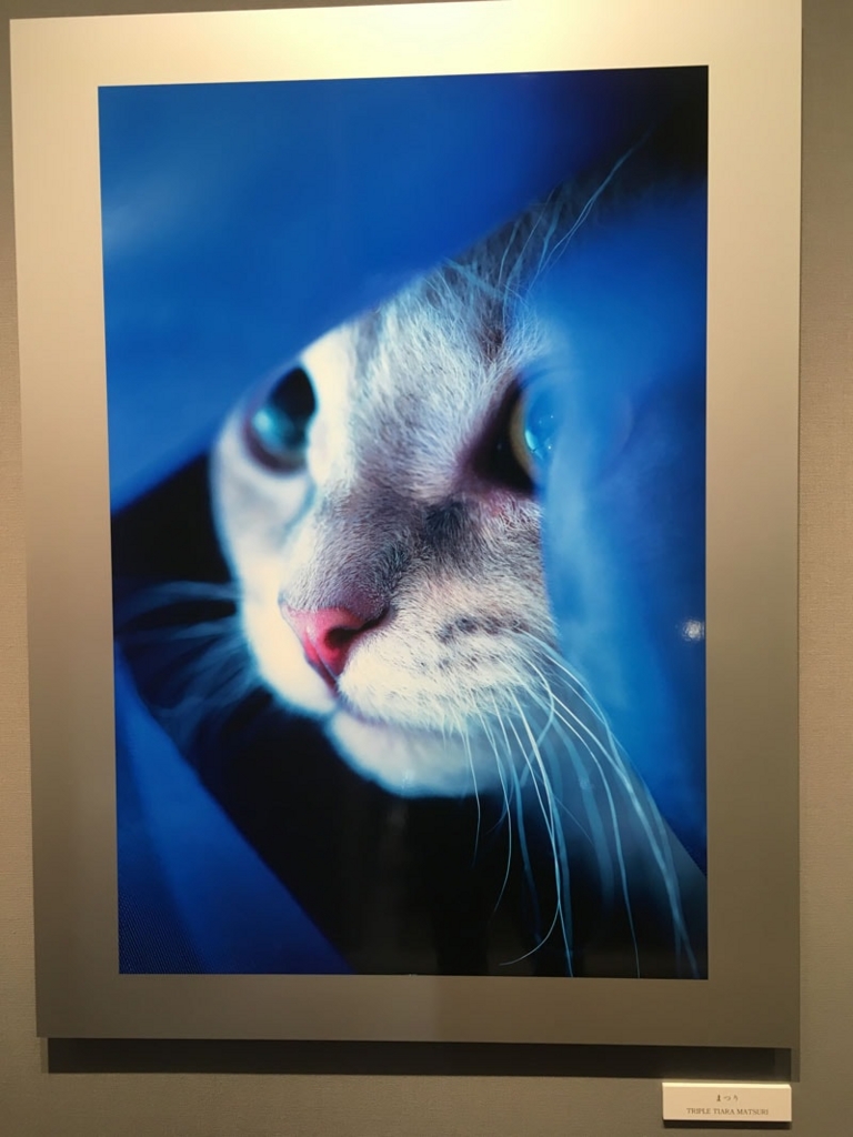 五十川満 写真展「世界一美しい猫たち」を見に六本木に行ってきた05 五十川満 写真展「世界一美しい猫たち」を見に六本木に行ってきた05