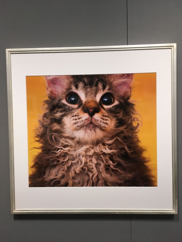 五十川満 写真展「世界一美しい猫たち」を見に六本木に行ってきた06 五十川満 写真展「世界一美しい猫たち」を見に六本木に行ってきた06