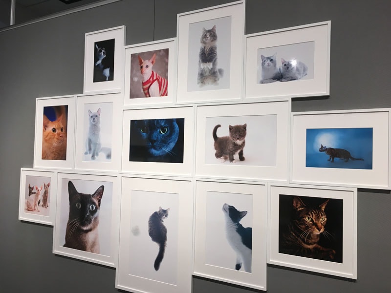 五十川満 写真展「世界一美しい猫たち」を見に六本木に行ってきた07 五十川満 写真展「世界一美しい猫たち」を見に六本木に行ってきた07