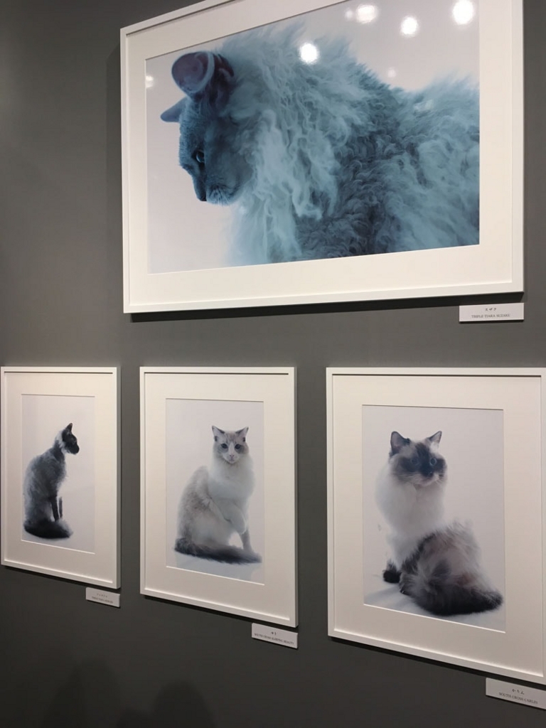 五十川満 写真展「世界一美しい猫たち」を見に六本木に行ってきた08 五十川満 写真展「世界一美しい猫たち」を見に六本木に行ってきた08