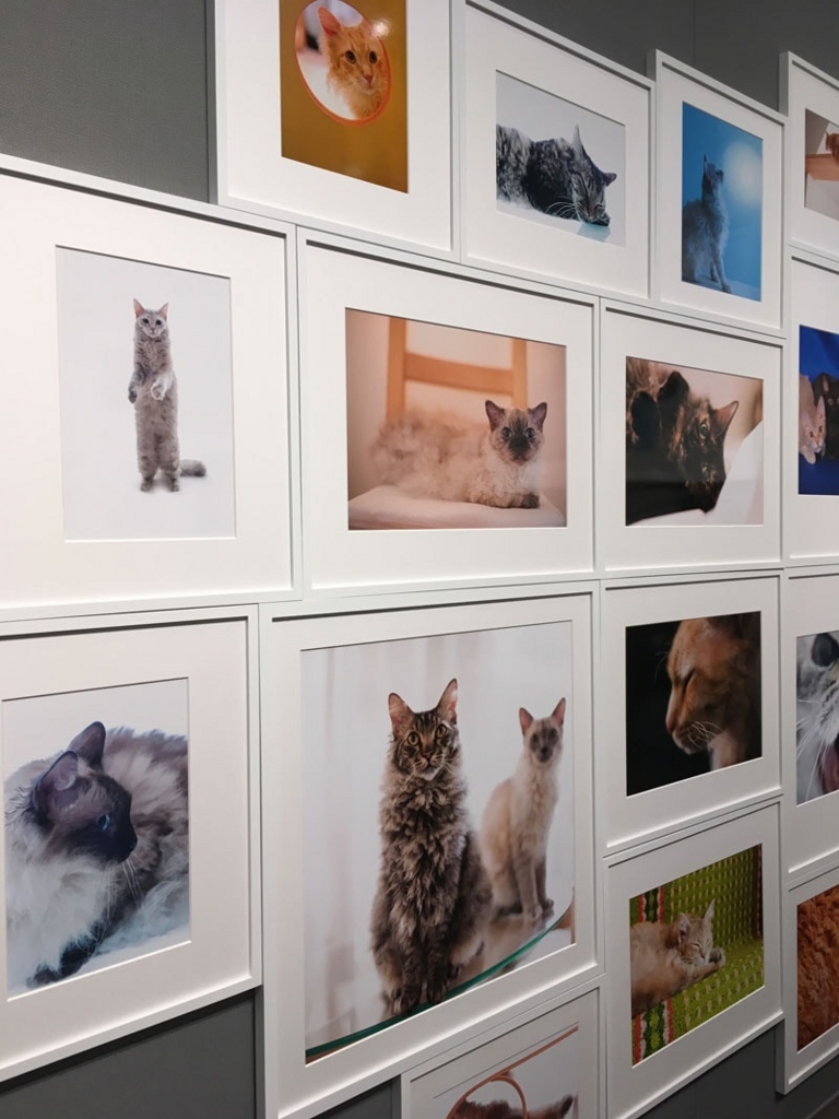 五十川満 写真展「世界一美しい猫たち」を見に六本木に行ってきた09 五十川満 写真展「世界一美しい猫たち」を見に六本木に行ってきた09