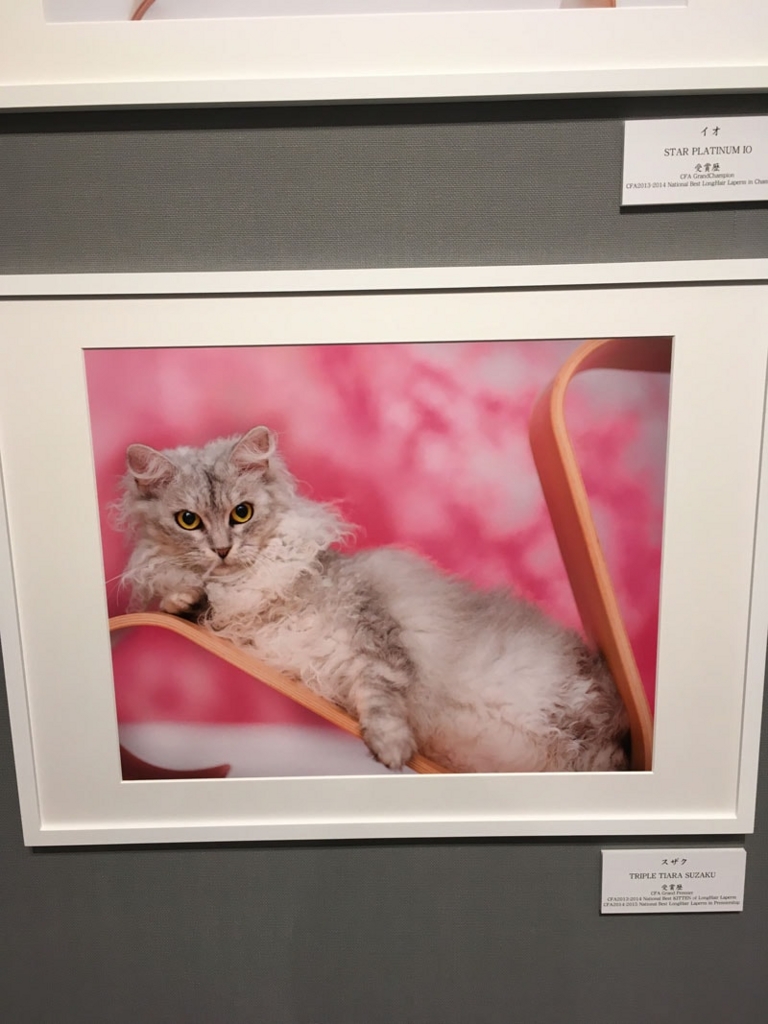 五十川満 写真展「世界一美しい猫たち」を見に六本木に行ってきた10 五十川満 写真展「世界一美しい猫たち」を見に六本木に行ってきた10