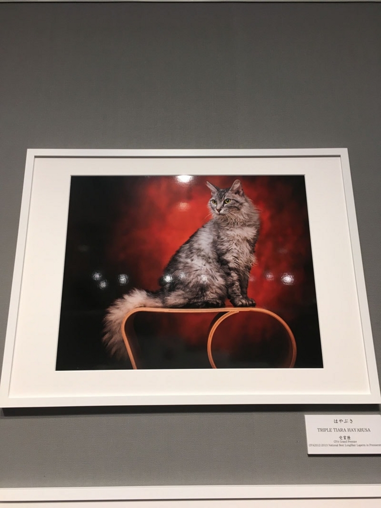 五十川満 写真展「世界一美しい猫たち」を見に六本木に行ってきた12 五十川満 写真展「世界一美しい猫たち」を見に六本木に行ってきた12