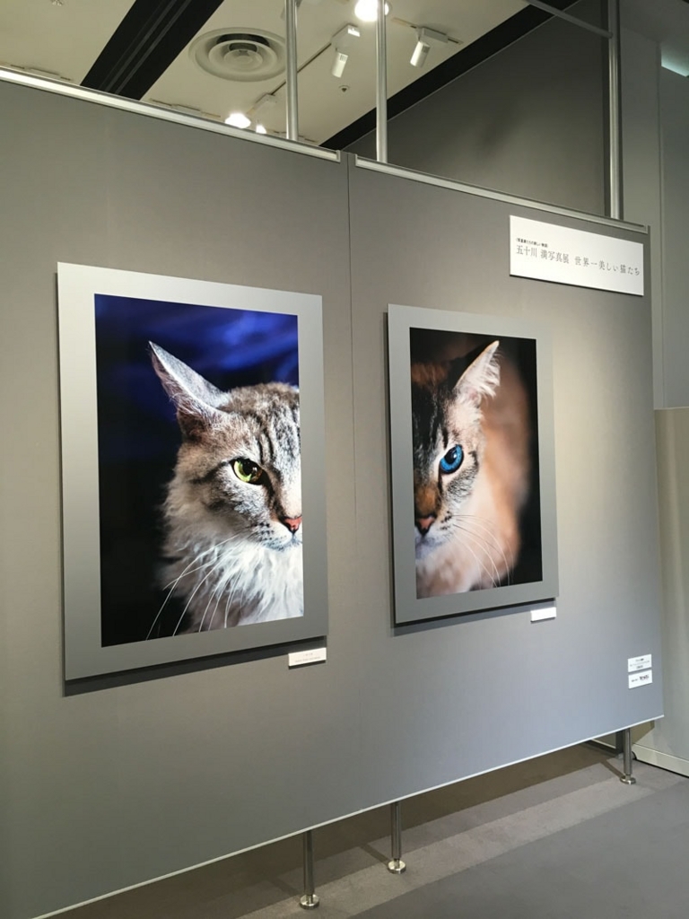 五十川満 写真展「世界一美しい猫たち」を見に六本木に行ってきた13 五十川満 写真展「世界一美しい猫たち」を見に六本木に行ってきた12